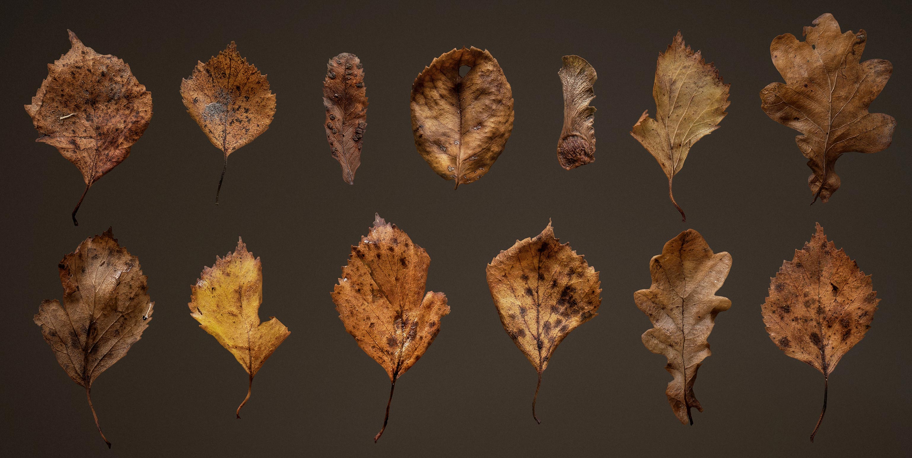 leaves